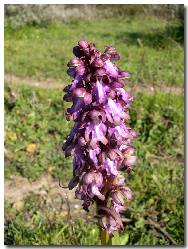 Barlia robertiana (=Himantoglossum robertianum) / Barlia